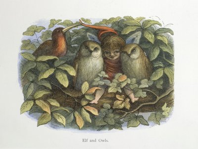Elf and owls by Richard Doyle