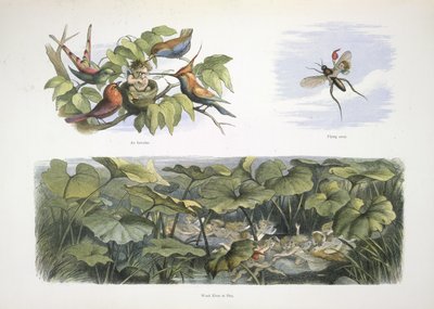 Elves by Richard Doyle