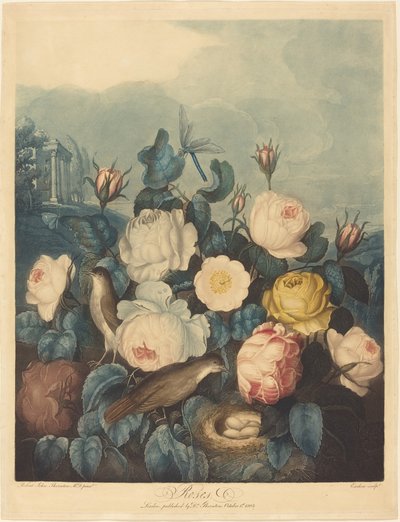 Roses by Richard Earlom after Dr. Robert John Thornton