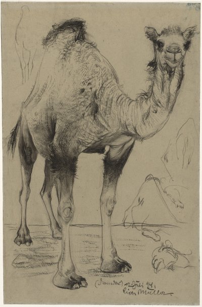 Dromedary by Richard Muller