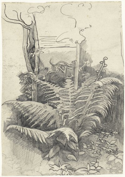 Fern by Richard Nicolaüs Roland Holst