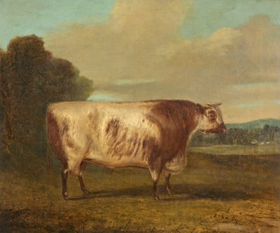 A Bull, 1862 by Richard Whitford