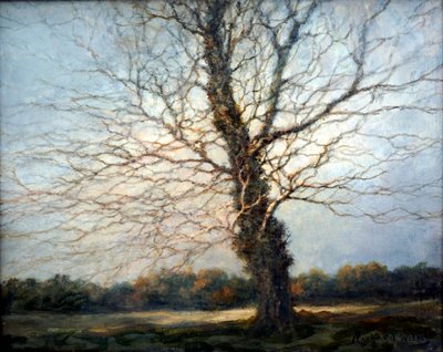 Sunlit Tree by Richard Willis