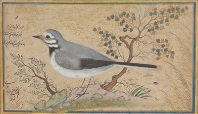 Study of a Bird by Riza