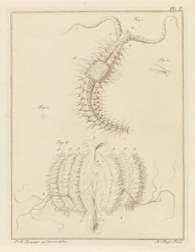 Ribbon Worm and a Comb Jelly by Robbert Muys