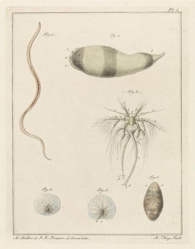Various Sea Creatures by Robbert Muys