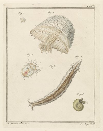 Various Sea Creatures by Robbert Muys