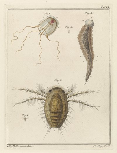 Various Sea Creatures by Robbert Muys