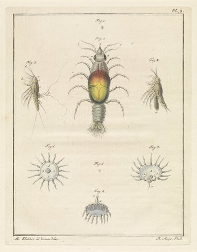Various Sea Creatures by Robbert Muys