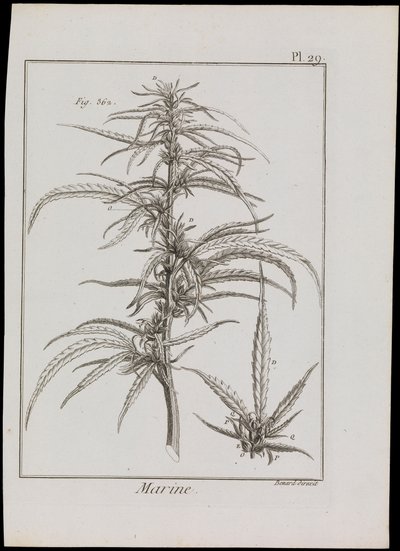 Marine Diagram of Flowers, c.1810 by Robert Benard