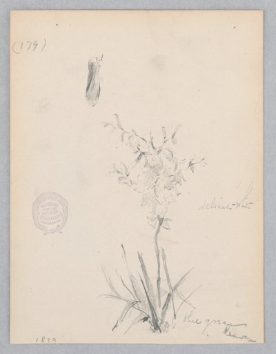 Flowering Plant by Robert Frederick Blum