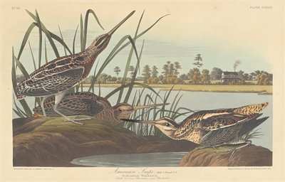 American Snipe by Robert Havell