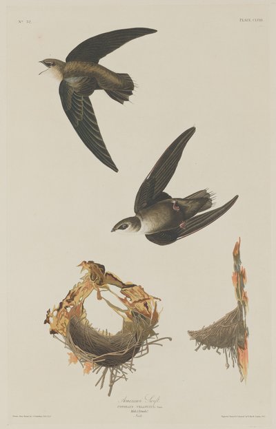 American Swift by Robert Havell