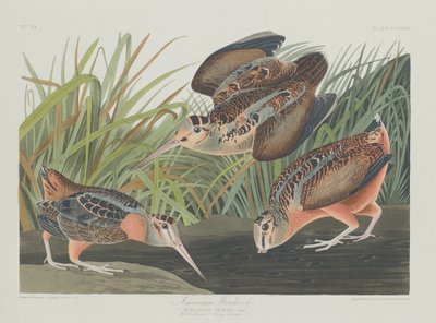 American Woodcock, 1835 by Robert Havell