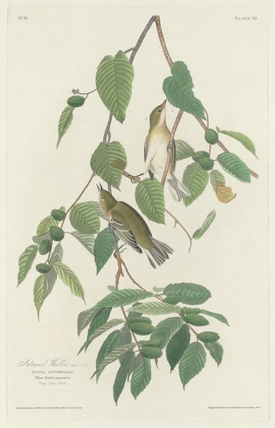 Autumnal Warbler by Robert Havell
