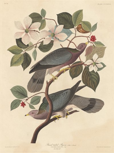 Band-tailed Pigeon, 1837 by Robert Havell