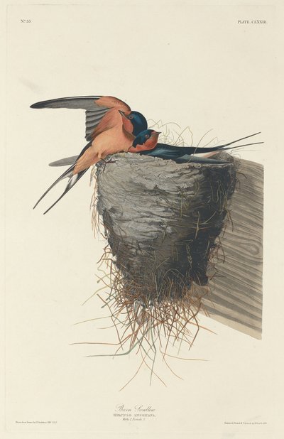 Barn Swallow by Robert Havell