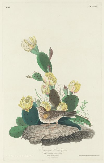 Bay-winged Bunting, 1830 by Robert Havell