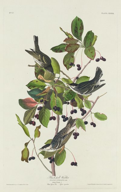 Black-Poll Warbler, 1832 by Robert Havell