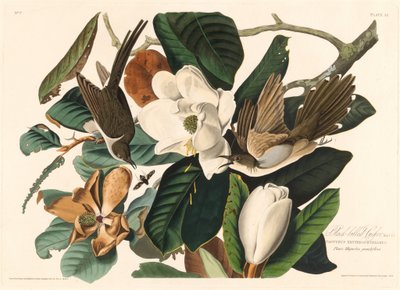 Black-billed Cuckoo by Robert Havell