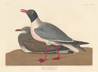 Black-headed Gull by Robert Havell