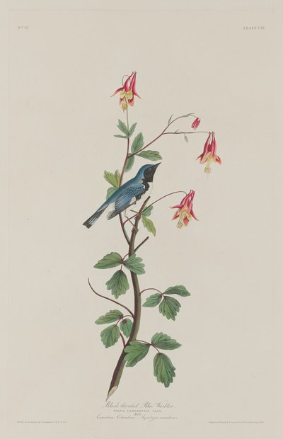 Black-throated Blue Warbler by Robert Havell