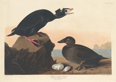 Black or Surf Duck by Robert Havell