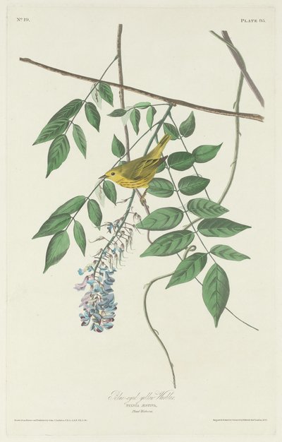 Blue-eyed Yellow Warbler by Robert Havell