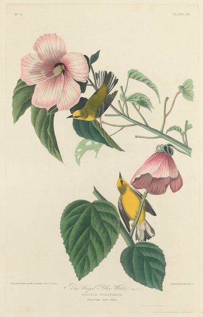 Blue-Winged Yellow Warbler, 1827 by Robert Havell