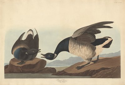 Brant Goose by Robert Havell