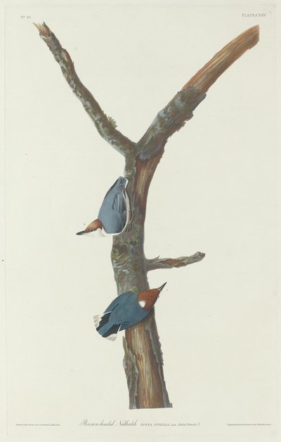 Brown-Headed Nuthatch, 1831 by Robert Havell