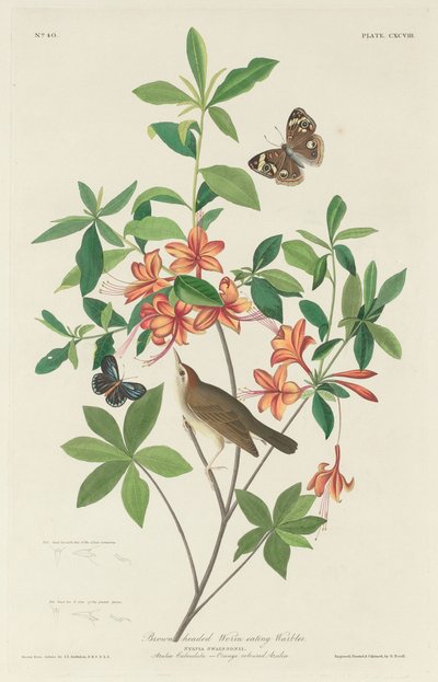 Brown-headed Worm-eating Warbler by Robert Havell