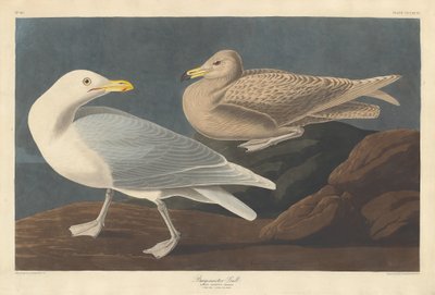 Burgomaster Gull by Robert Havell