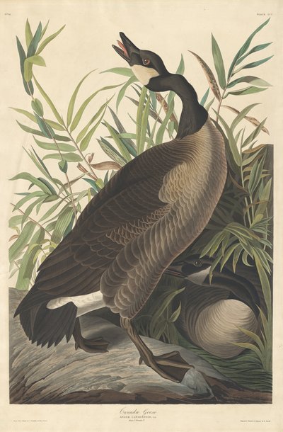 Canada Goose by Robert Havell