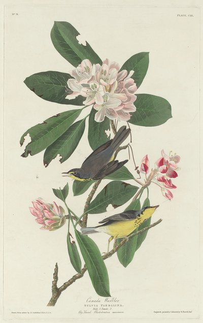 Canada Warbler, 1831 by Robert Havell