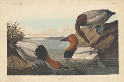 Canvas-backed Duck by Robert Havell