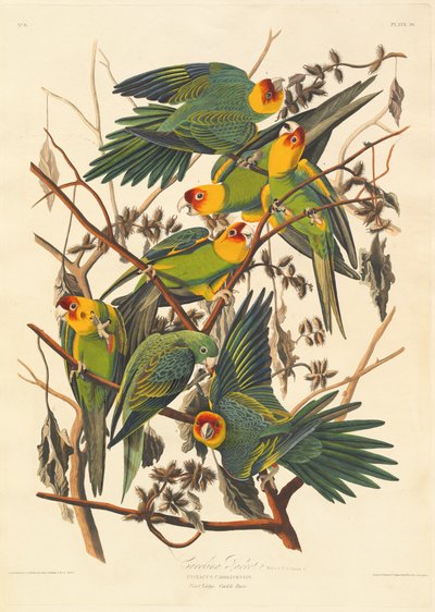 Carolina Parrot, 1827 by Robert Havell