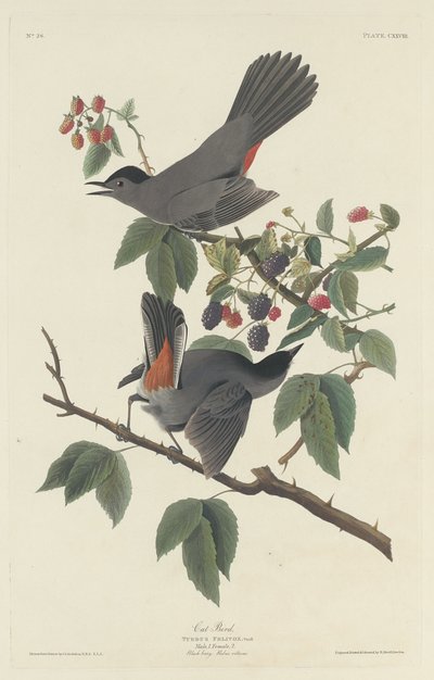 Cat Bird, 1832 by Robert Havell