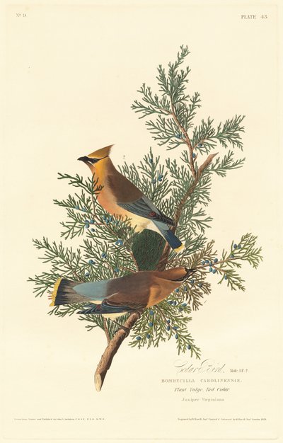 Cedar Bird by Robert Havell