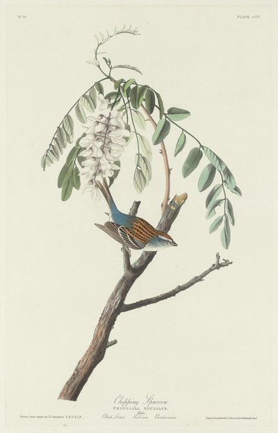 Chipping Sparrow by Robert Havell