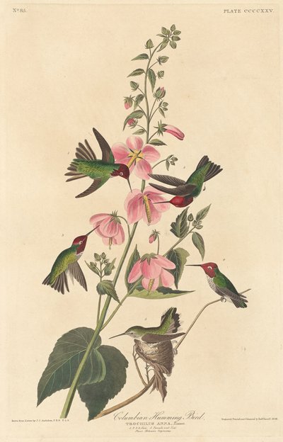 Columbian Humming Bird by Robert Havell