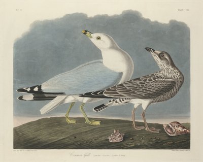 Common Gull, 1834 by Robert Havell