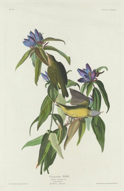 Connecticut Warbler by Robert Havell