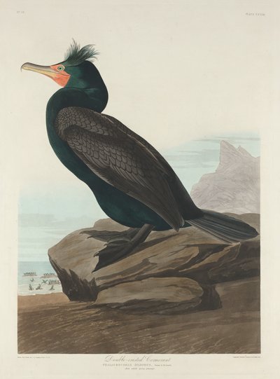 Double-crested Cormorant, 1835 by Robert Havell