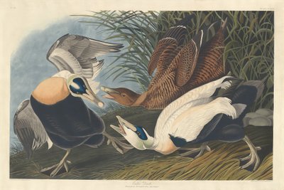 Eider Duck by Robert Havell