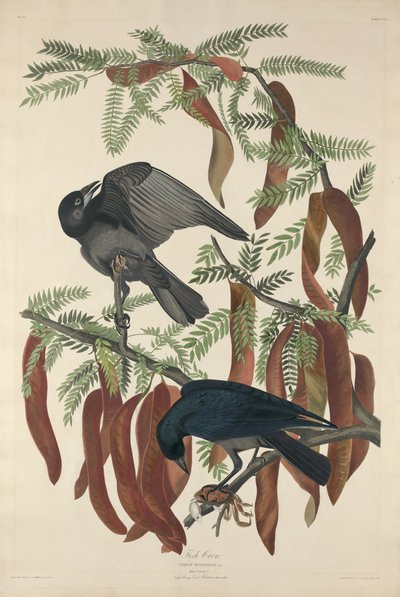 Fish Crow by Robert Havell
