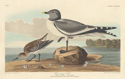 Fork-tailed Gull, 1835 by Robert Havell