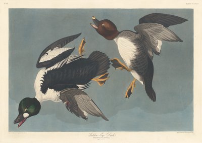 Golden-eye Duck by Robert Havell