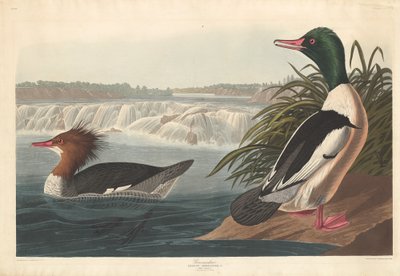 Goosander by Robert Havell