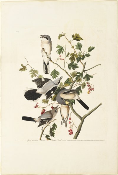 Great American Shrike by Robert Havell